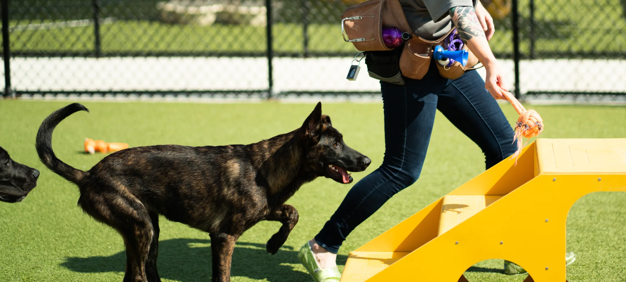Dog training with a trainer at PetSuites